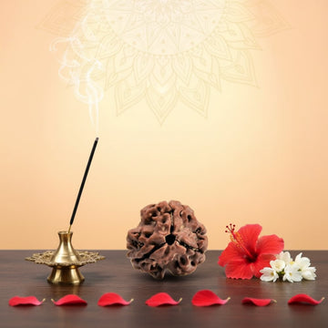 3 Mukhi Rudraksha - Teen Mukhi