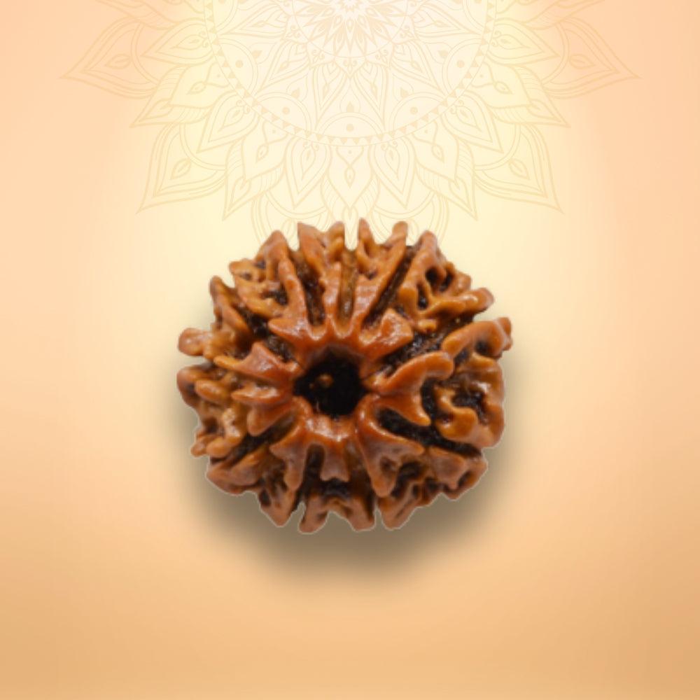 10 Mukhi Rudraksha - Das Mukhi
