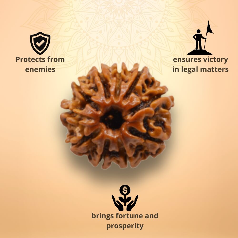 10 Mukhi Rudraksha - Das Mukhi
