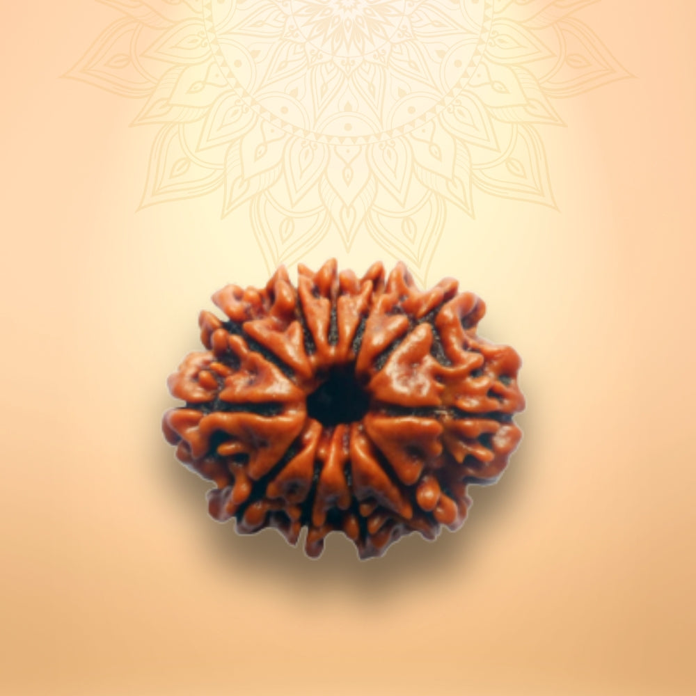 11 Mukhi Rudraksha