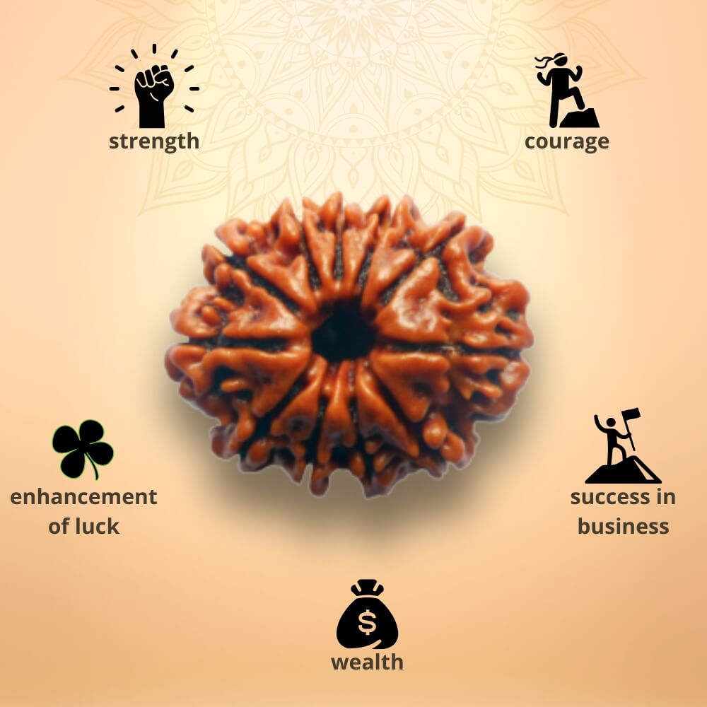 11 Mukhi Rudraksha