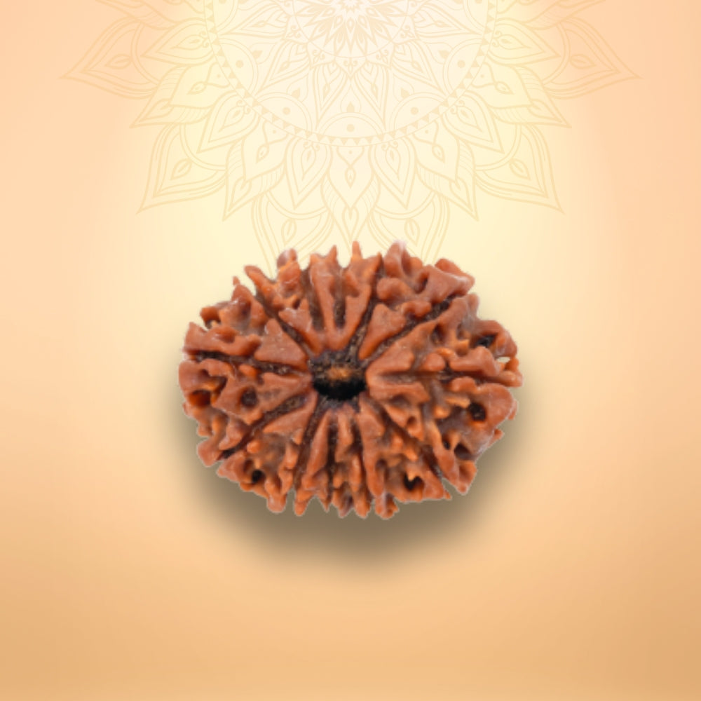 12 Mukhi Rudraksha