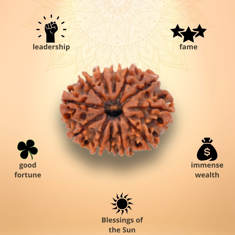 12 Mukhi Rudraksha