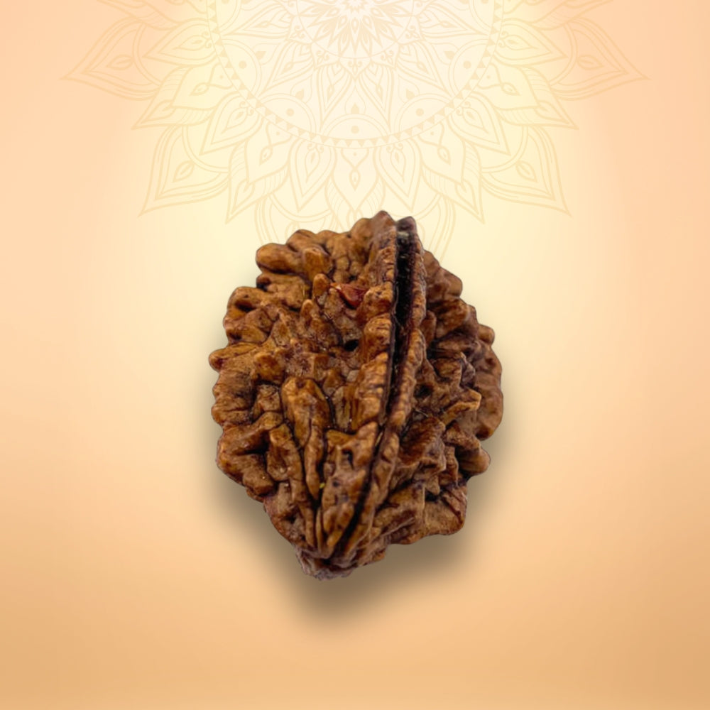 2 Mukhi Rudraksha - Do Mukhi