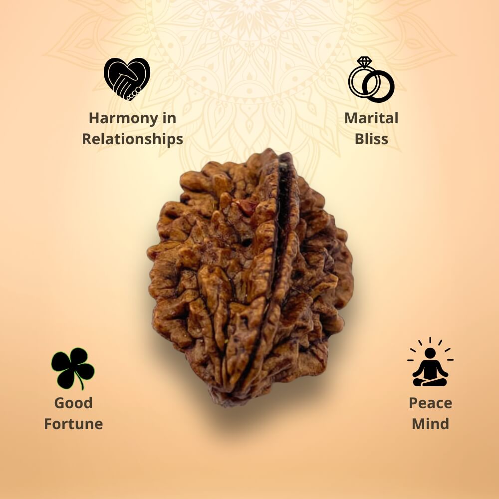 2 Mukhi Rudraksha - Do Mukhi