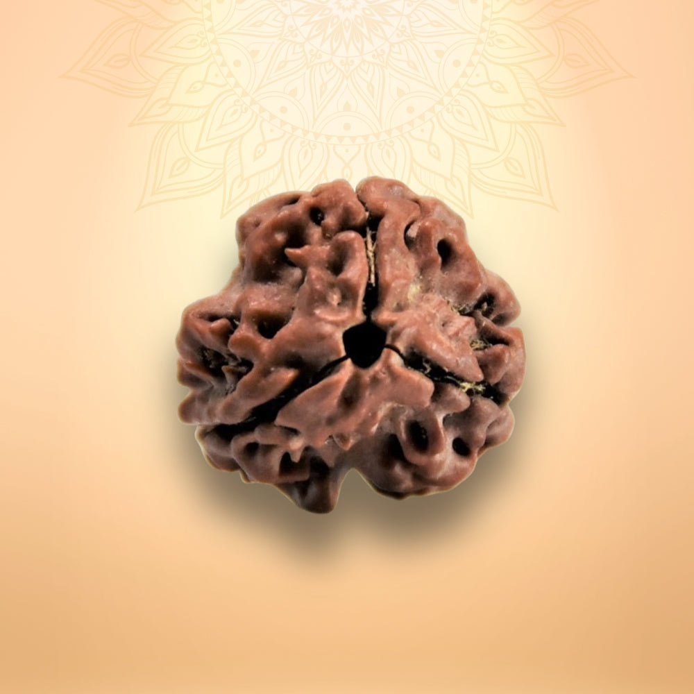 3 Mukhi Rudraksha - Teen Mukhi
