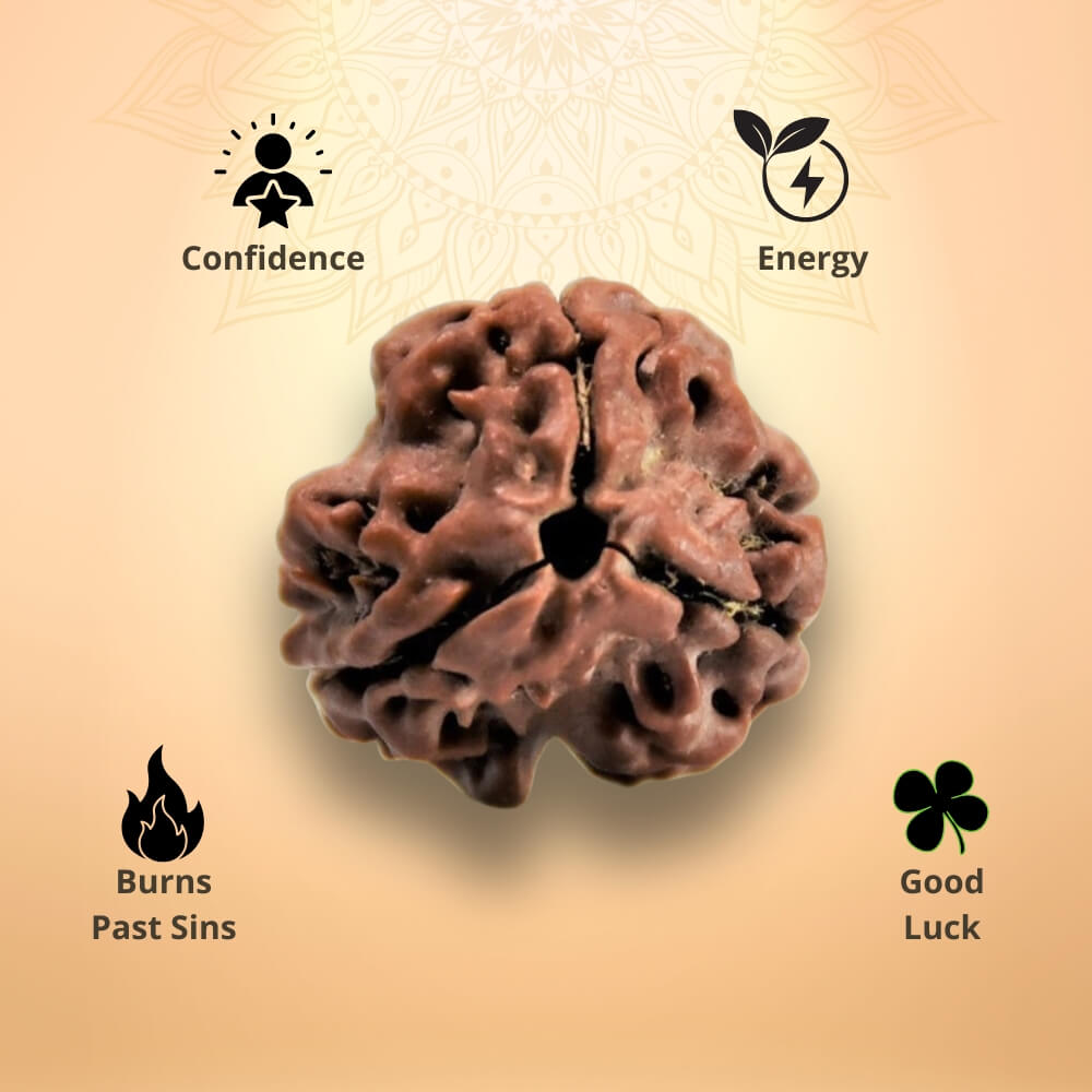 3 Mukhi Rudraksha - Teen Mukhi