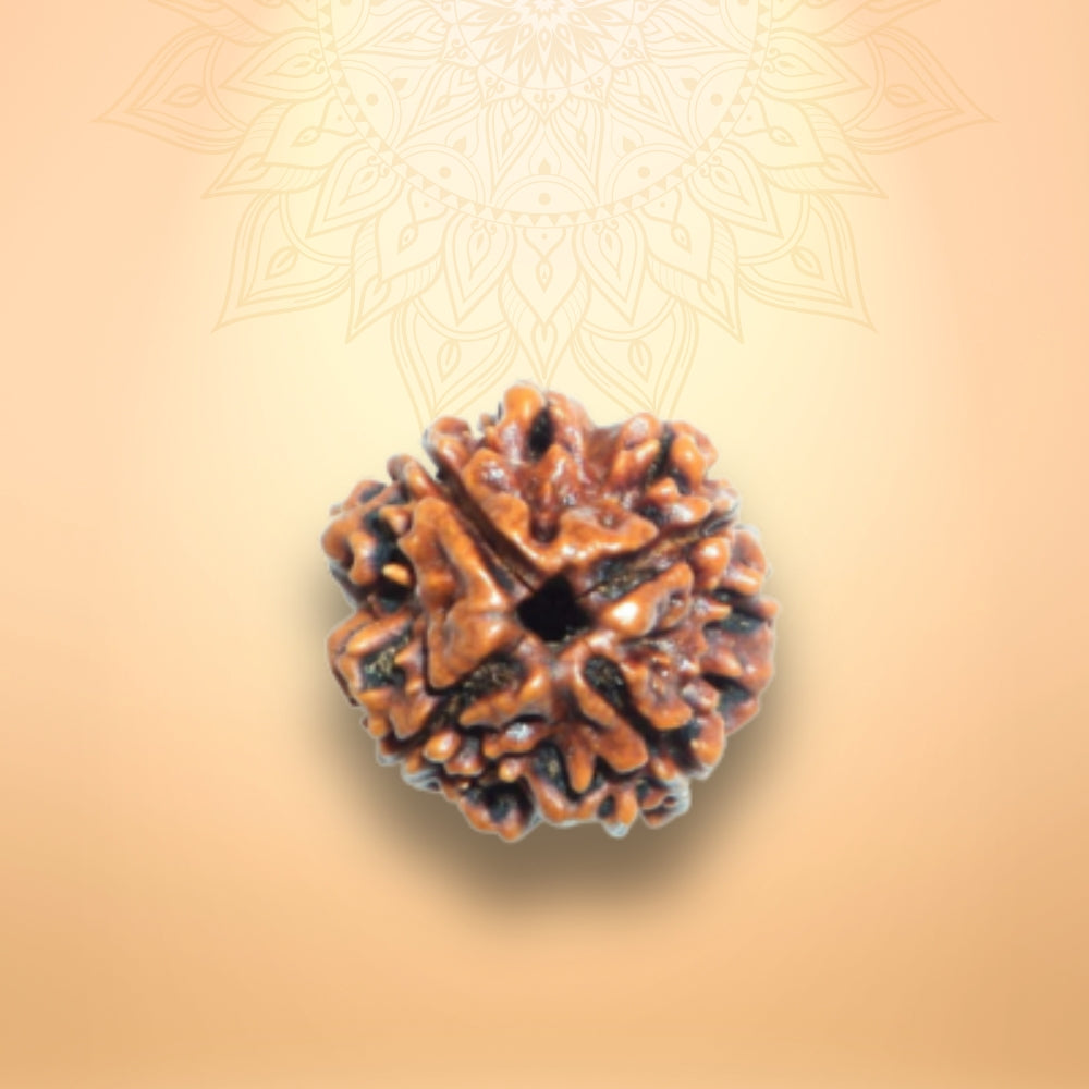 4 Mukhi Rudraksha - Chaar Mukhi