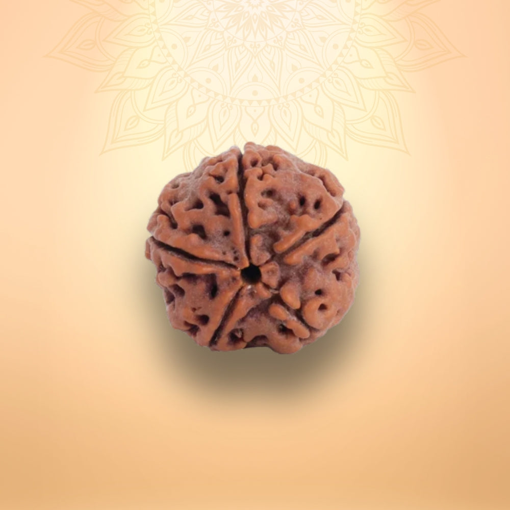 5 Mukhi Rudraksha