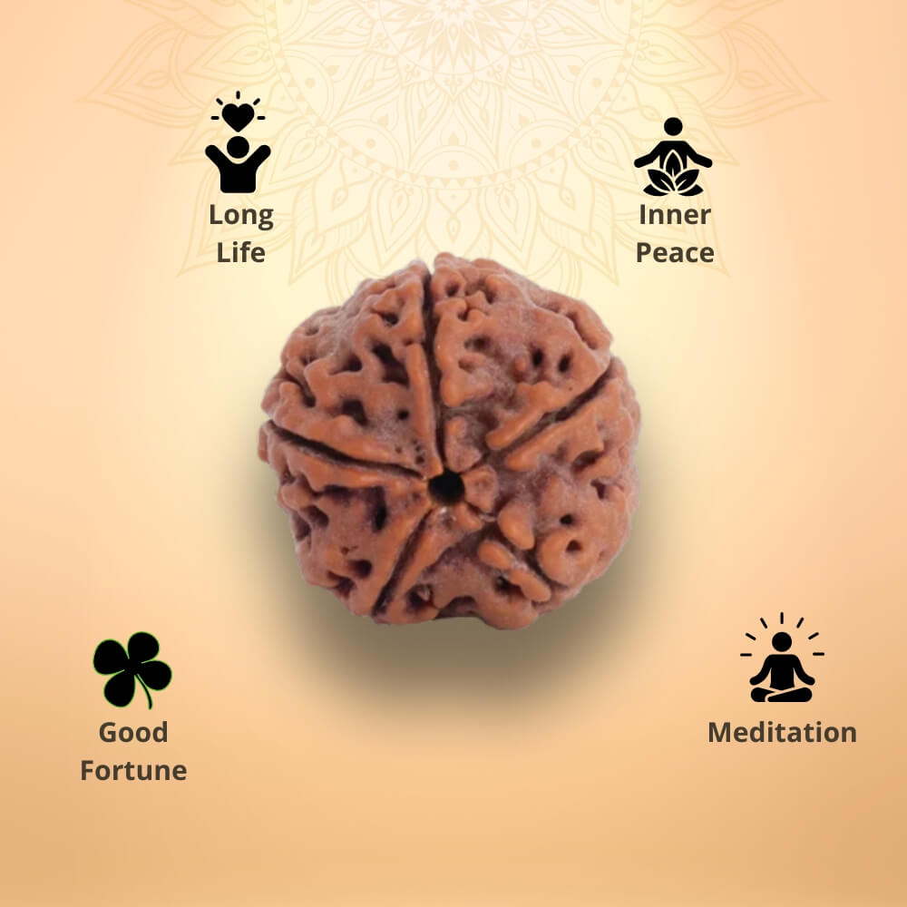 5 Mukhi Rudraksha
