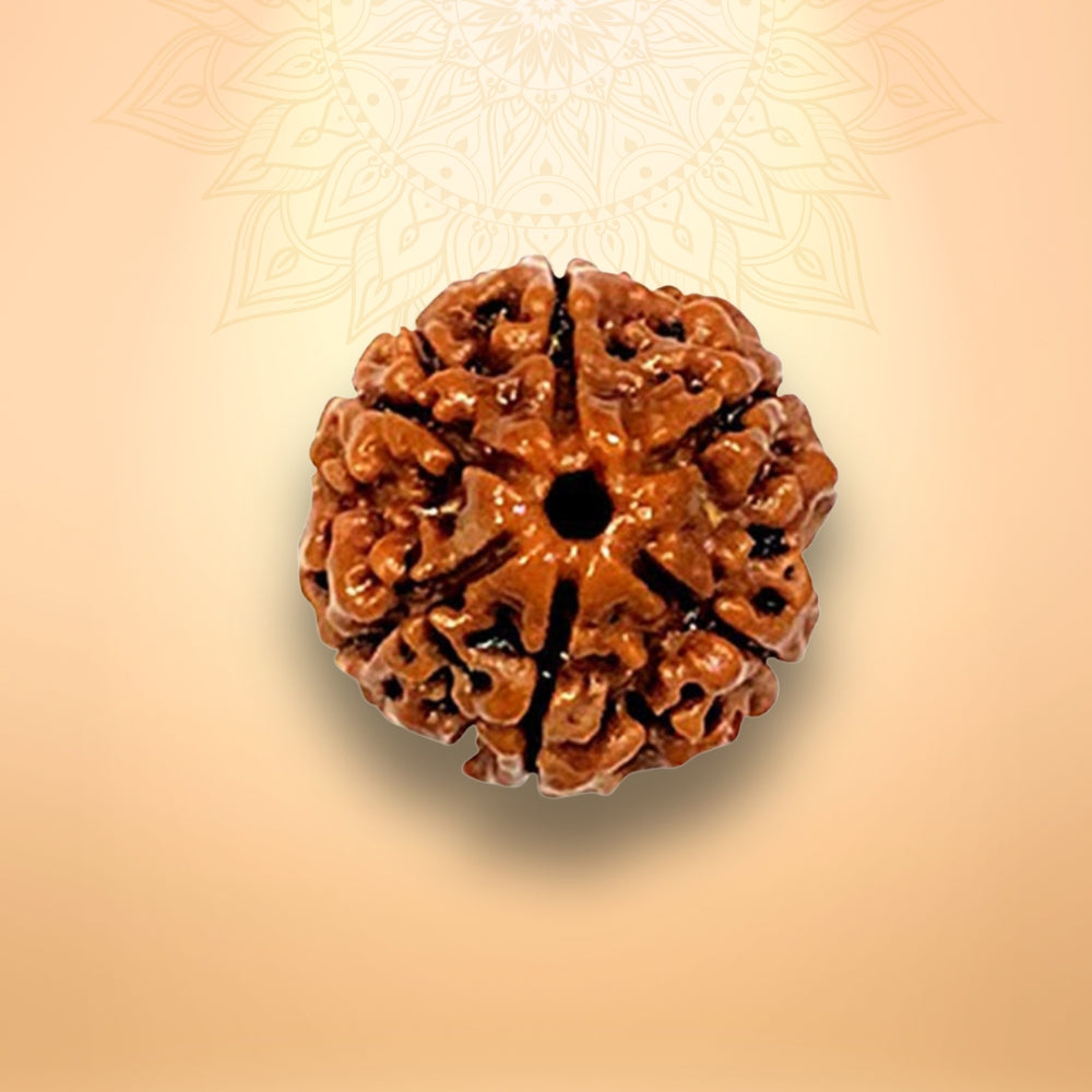 6 Mukhi Rudraksha - Chhey Mukhi