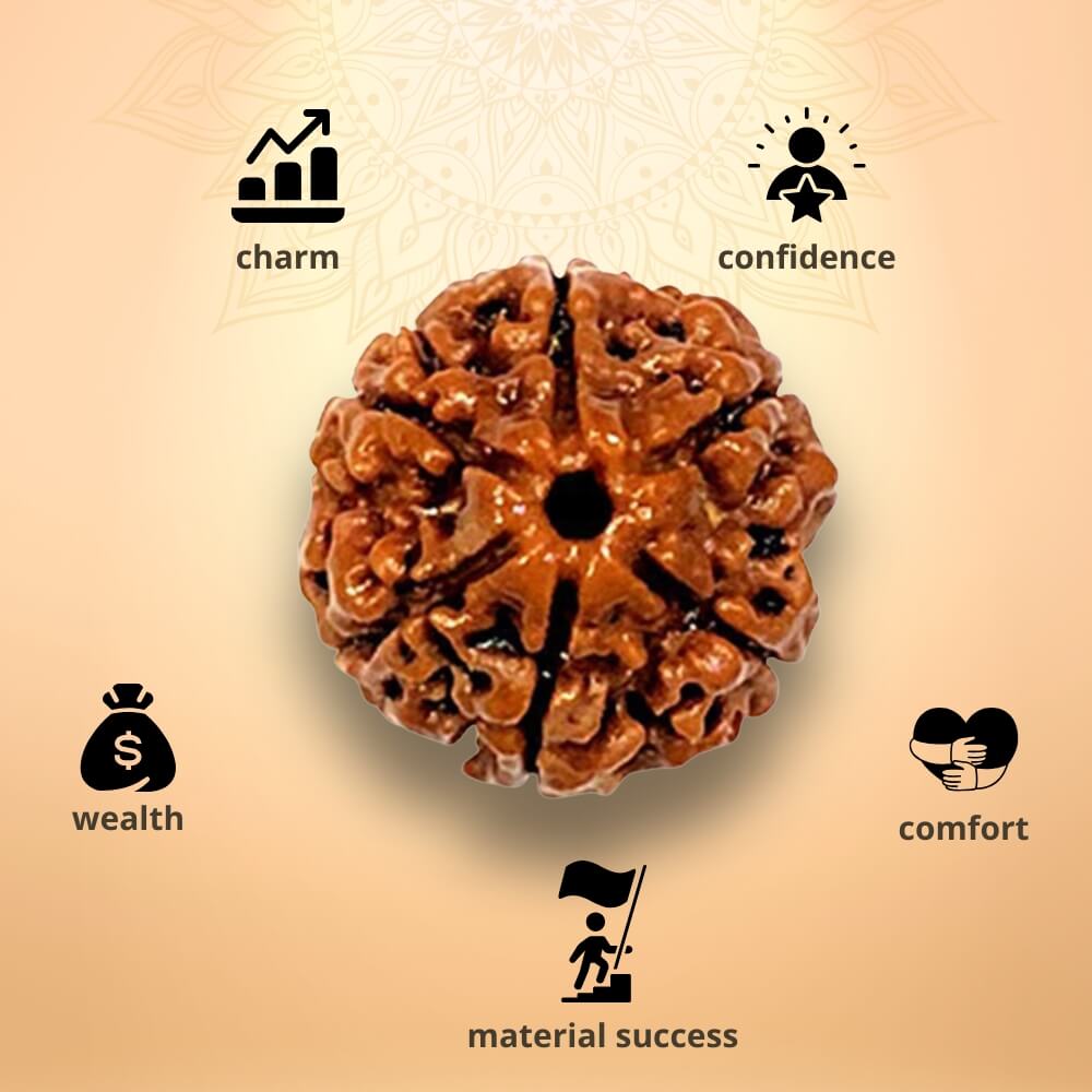 6 Mukhi Rudraksha - Chhey Mukhi
