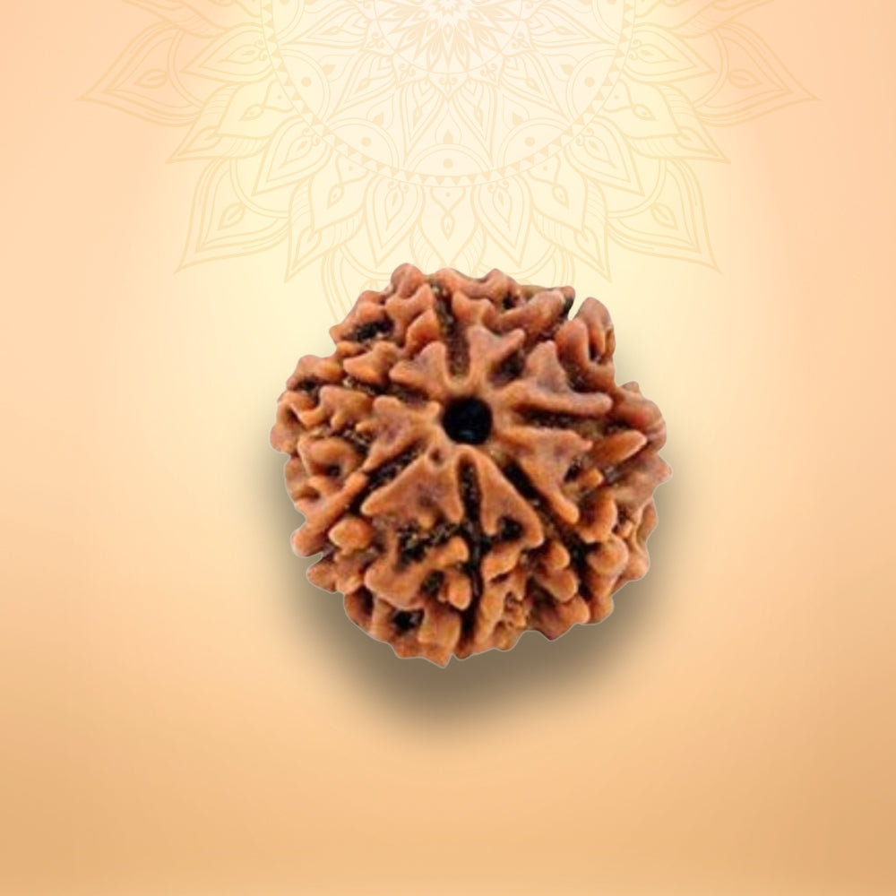 7 Mukhi Rudraksha - Saat Mukhi