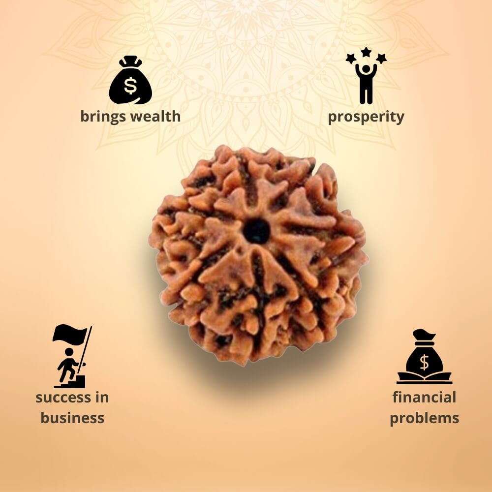 7 Mukhi Rudraksha - Saat Mukhi