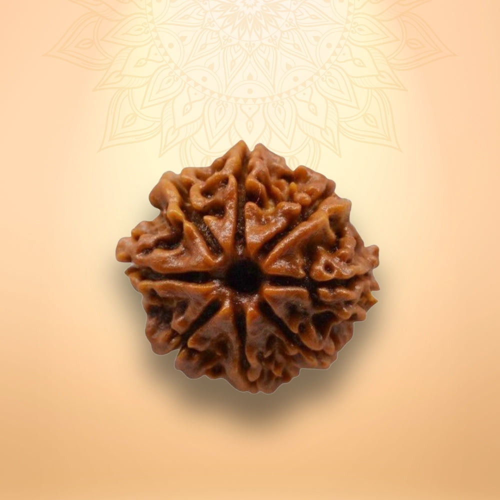 8 Mukhi Rudraksha - Aath Mukhi