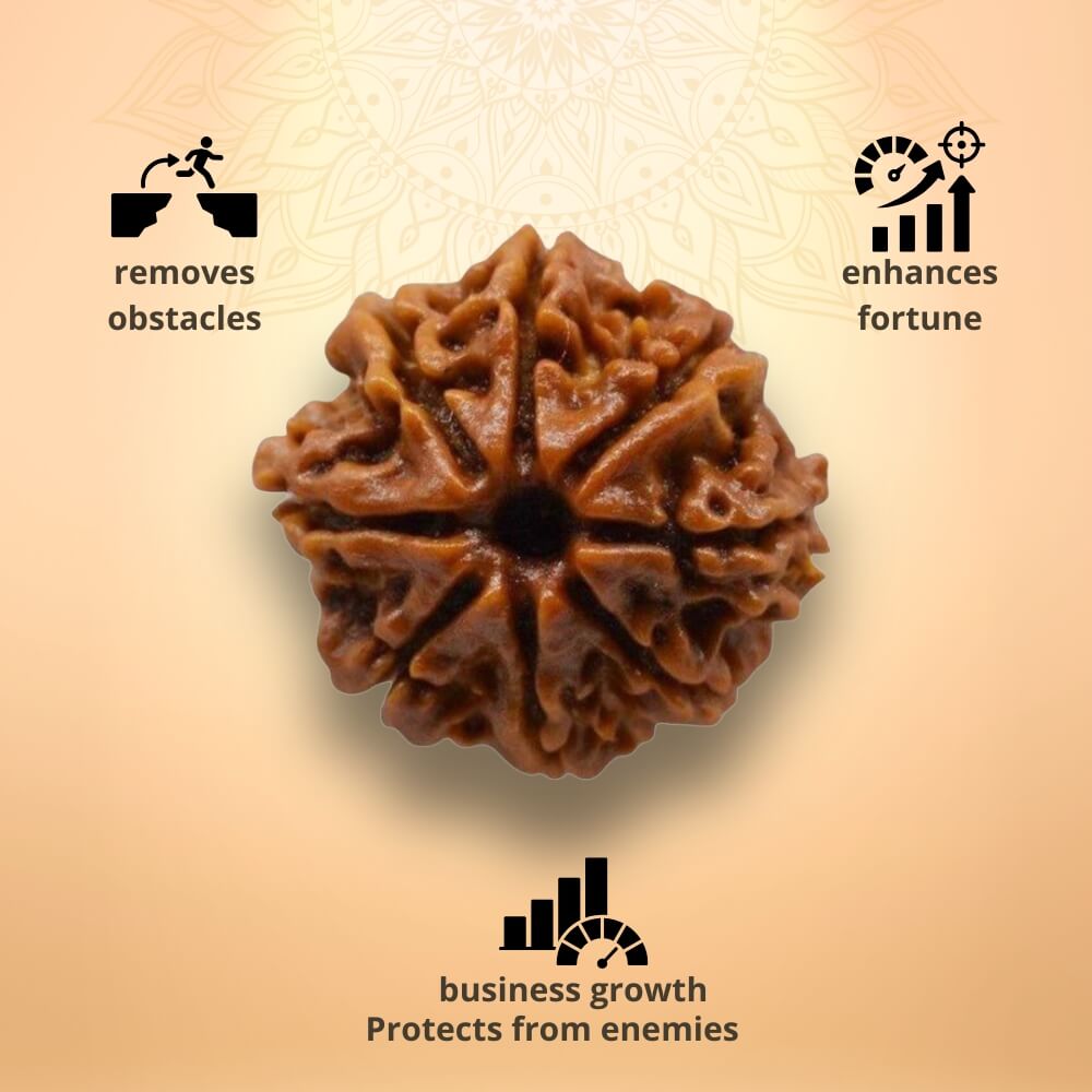 8 Mukhi Rudraksha - Aath Mukhi