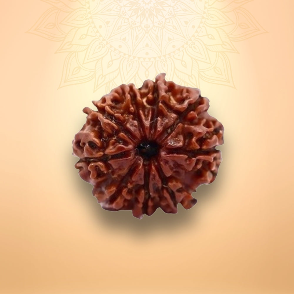 9 Mukhi Rudraksha - Nau Mukhi