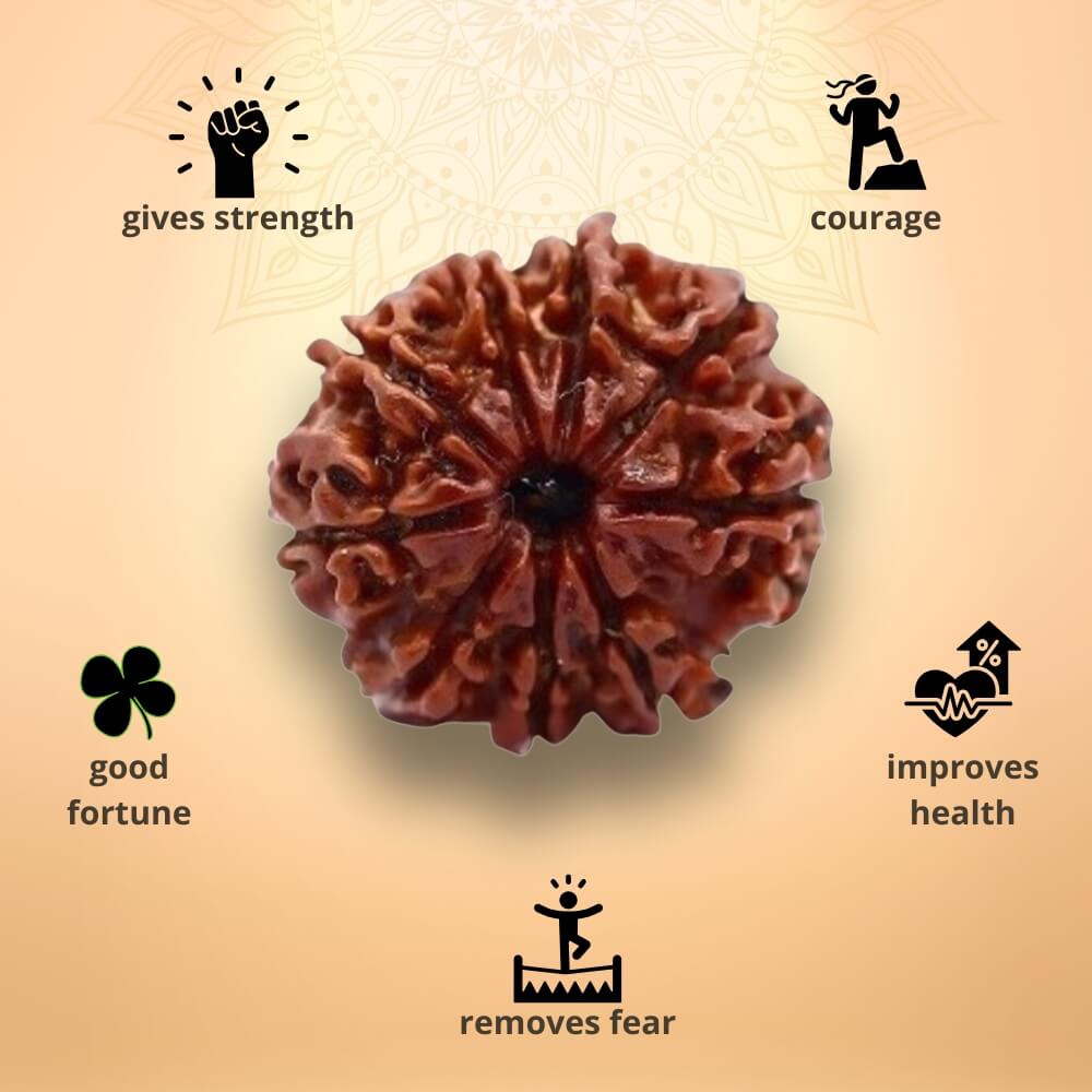 9 Mukhi Rudraksha - Nau Mukhi